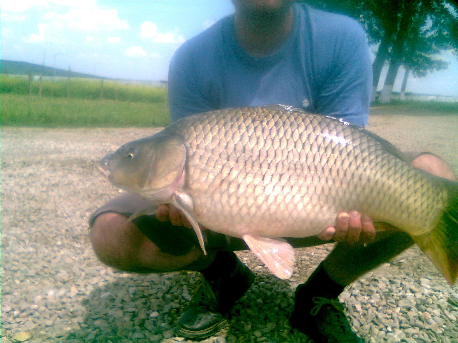 Pleasa 2012 - crap comun 6.5 kg